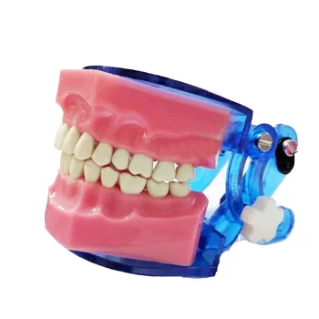 Api Jaw Set And Teeth B-561 - Image 2