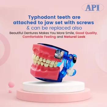 Api Jaw Set And Teeth B-561 - Image 3