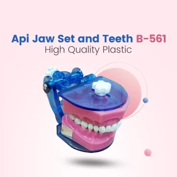 Api Jaw Set And Teeth B-561 - Image 7