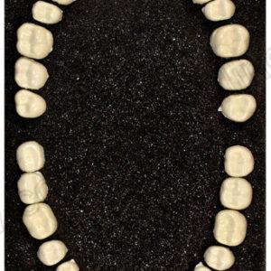 Artificial Teeth 11 To 48 Sizes - COARMT