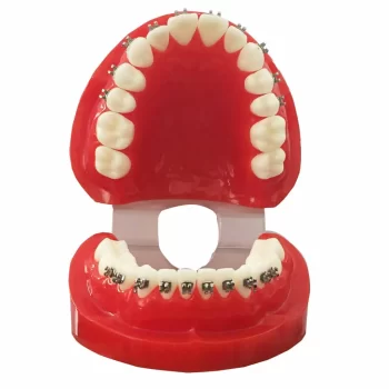 DD+ Ortho Education - Jaw Set [] - Image 2