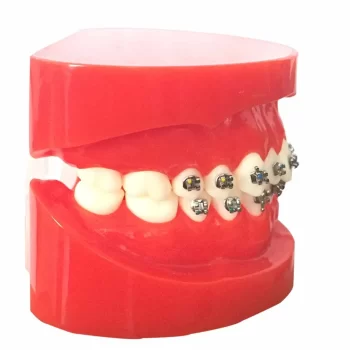 DD+ Ortho Education - Jaw Set [] - Image 3