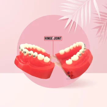 DD+ Ortho Education - Jaw Set [] - Image 7