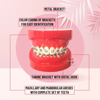 DD+ Ortho Education - Jaw Set [] - Image 6