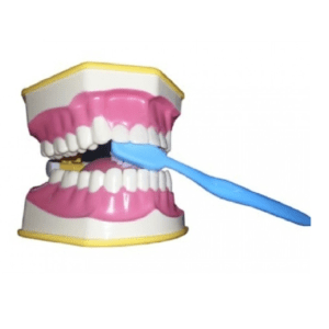 DD+ Education - Jaw Set Brushing Technique