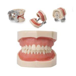 DD+ Education Jaw Set