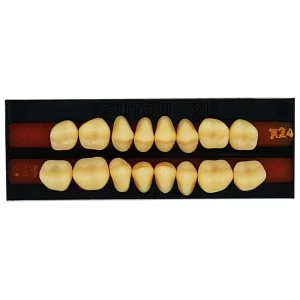 DD+ Synthetic Teeth Molars Set