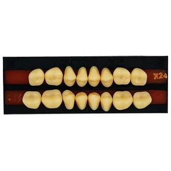DD+ Synthetic Teeth Molars Set