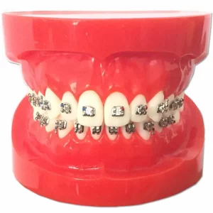 DD+ Ortho Education - Jaw Set []